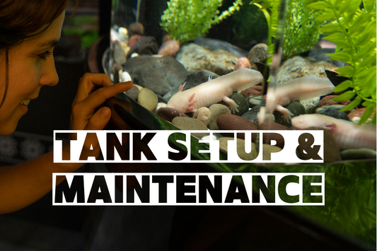 Tank Setup & Maintenance