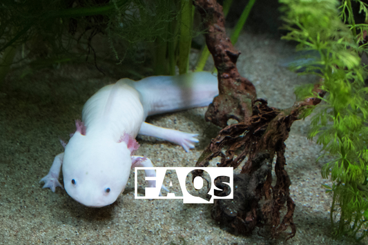 FAQs