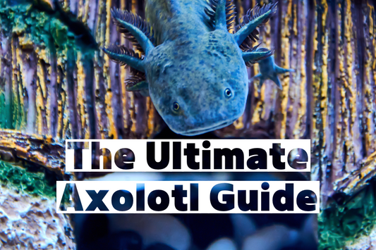 The Ultimate Guide to Caring for Your Axolotl