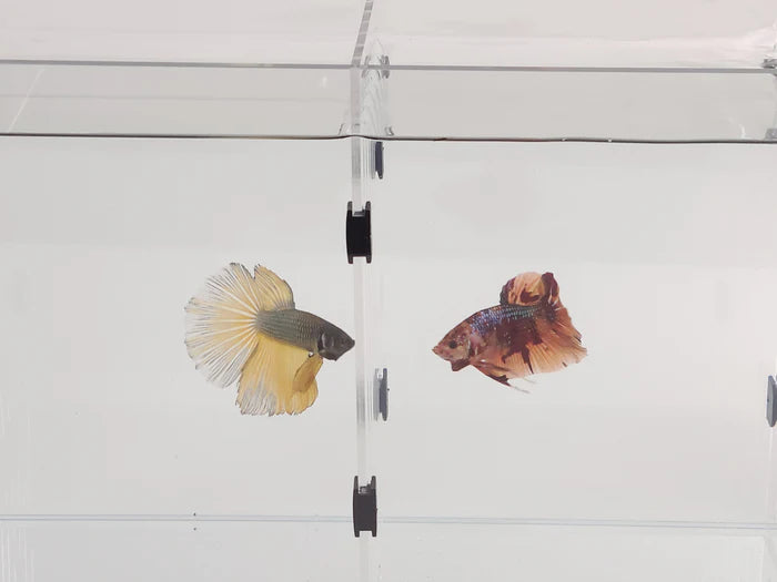 Lifegard Acrylic Divider Plate for Bookshelf Aquariums