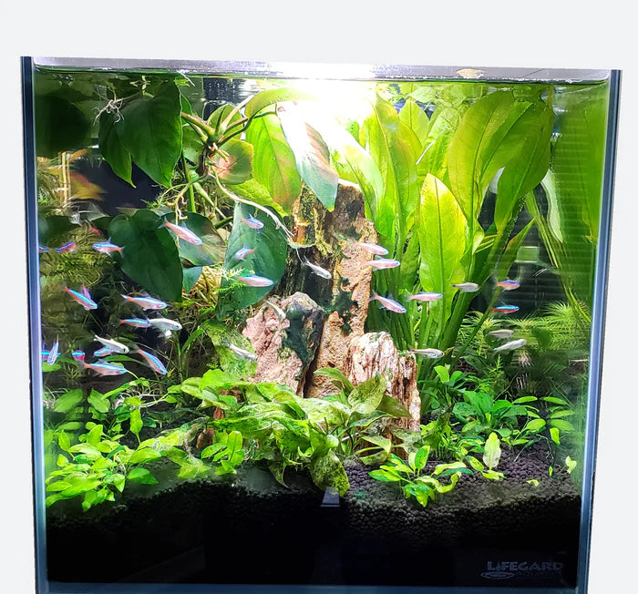 Lifeguard CRYSTAL 3.8/7.4/14.2 Gallon 45 Degree Beveled Edge Low Iron Ultra Clear with Built in Side Filter (14.26, 7.43 and 3.8 Gallons)