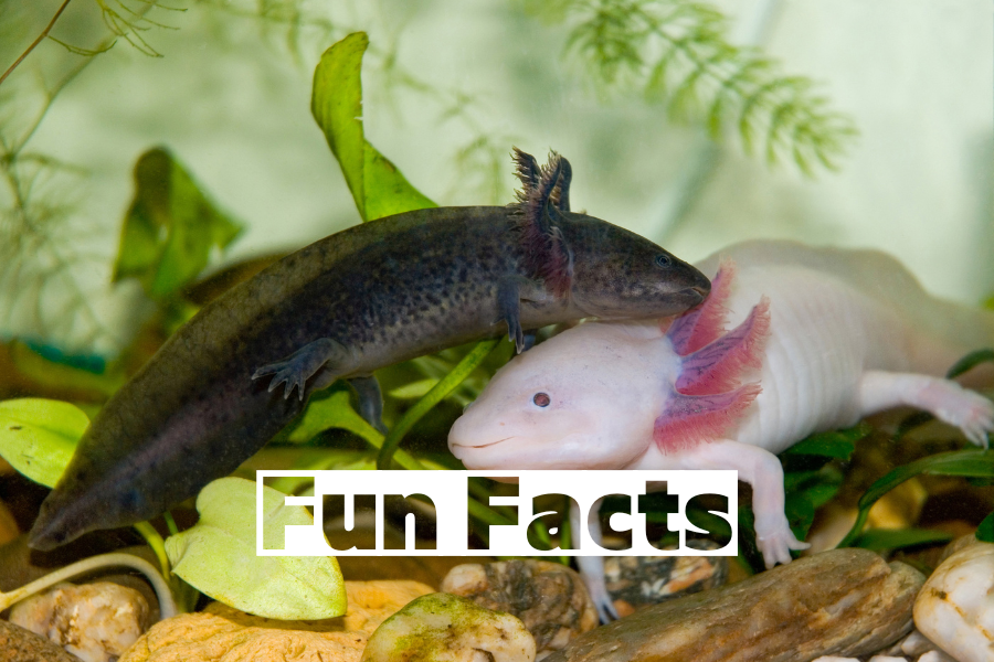 Fun Facts