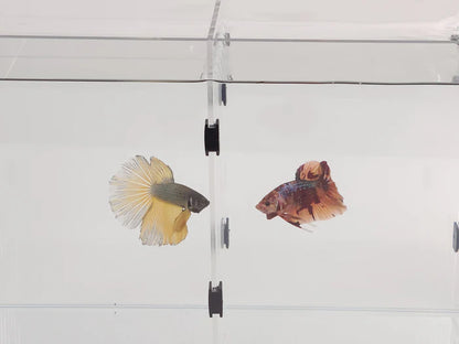 Lifegard Acrylic Divider Plate for Bookshelf Aquariums